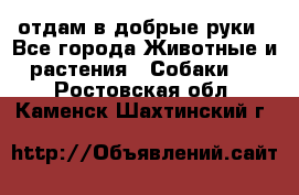 отдам в добрые руки - Все города Животные и растения » Собаки   . Ростовская обл.,Каменск-Шахтинский г.